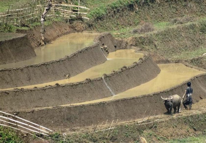 ここは水牛文化圏。棚田で田植えの準備。小さな区画で活躍する水牛は貴重な財産です（イティにて）