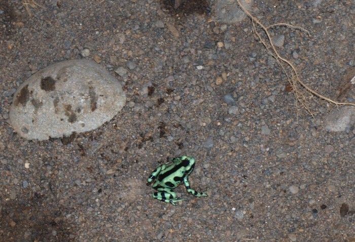 体の緑が美しい　マダラヤドクガエル（コスタリカ）
