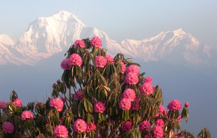 ３月～４月に掛けて見ごろを迎えるネパールのシャクナゲ