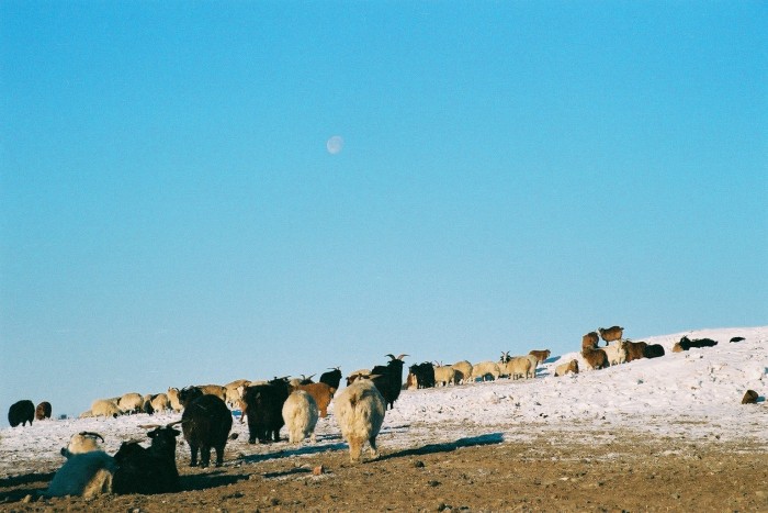 冬のモンゴル。家畜たちは冬毛でより可愛くなります。雪もそれほど降りません。