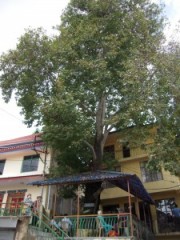tibet_ogawa085_1 図書館の前のプラタナス
