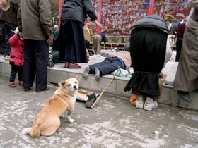 五体投地中のご主人を待つ犬