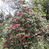 赤いシャクナゲの花