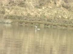 Great Crested Grebe （カンムリカツブリ）ポカラ