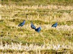 Purple  Swamphen（セイケイ）ポカラ