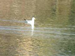 Subspecies of Caspian Gull （オニアジサシ）カトマンズ