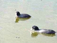 Common Coot (オオバン) カトマンズ