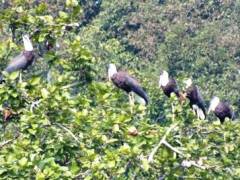 Wolly – necked  Stork （シロエリコウ）ポカラ