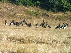 Black Stork（ナベコウ）ポカラ