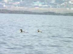 Black  - necked  Grebe（ハジロカイツブリ）ポカラ