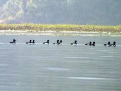 Tufted Duck（キンクロハジロ）ポカラ