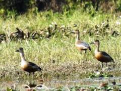 Lesser  Whistling  Duck（リュウキュウガモ）ポカラ