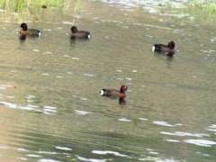 Ferruginous  Pochard（メジロガモ）ポカラ