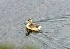 Little Grebe （カイツブリ）ポカラ