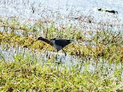 Bronze - winged Jacana（アジアレンカク）ポカラ