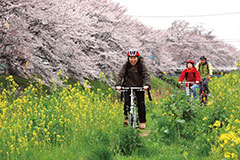 埼玉県春日部市の裏道で桜並木を独占