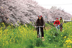 埼玉県春日部市の裏道で桜並木を独占 埼玉県春日部市の裏道で桜並木を独占
