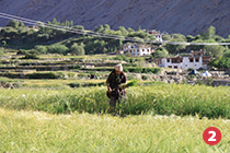 ヘミス・シュクパチャン村の農作業風景