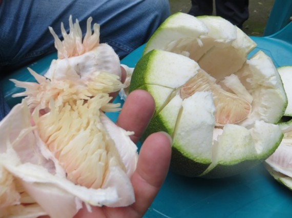 PAPRIの中庭に生えていたザボンの実を朝食のデザート代わりにいただきました