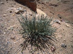 tibet_ogawa150_5