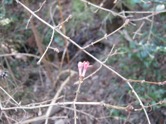 ウグイスカグラの花