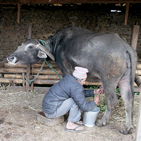 農場では水牛も飼っている。1日2回乳絞りをしたミルクで作ったミルクティーは絶品