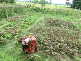bangladesh_kiji001_3