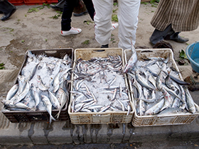 足の早い青魚も新鮮そのもの