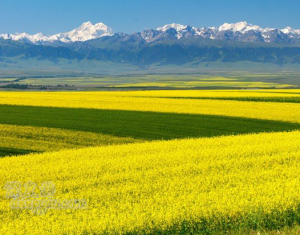 天山山脈を背景に光る菜の花（撮影：7月上旬）