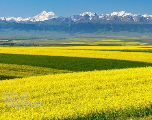 天山山脈を背に続く菜の花（シャーテ古道入口への道中：撮影7月上旬）