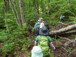 倒木も多いが山菜も多かった登山道