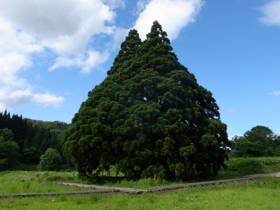 小杉の大杉・別名トトロの木
