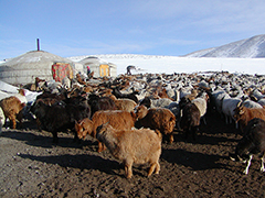 冬のモンゴル