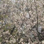 春には山桜も咲きます