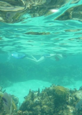 透明度抜群のシュノーケルが気軽に楽しめます