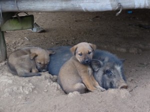 村の動物たちもほのぼの