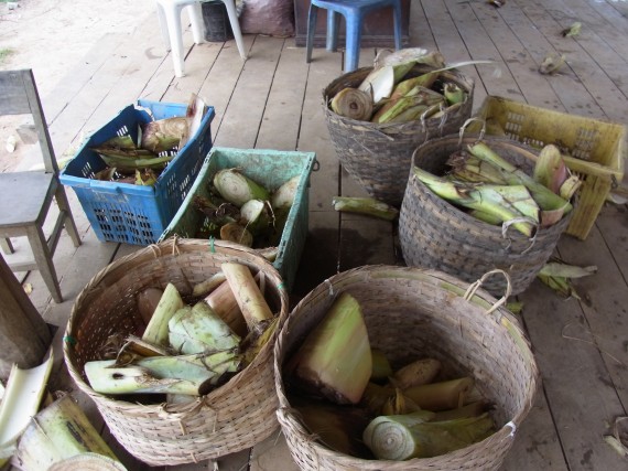 バナナの幹や、パイナップルの葉が象の餌です