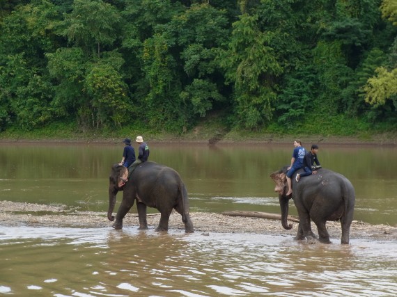 象を川で渡ります"