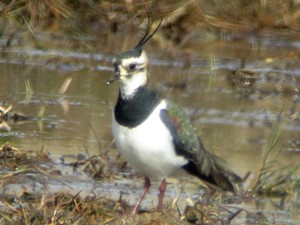 タゲリの頭は毛が三本？