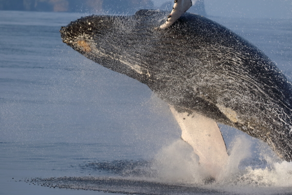 ザトウクジラのブリーチング ザトウクジラのブリーチング