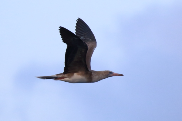 アカアシカツオドリ若鳥の飛翔