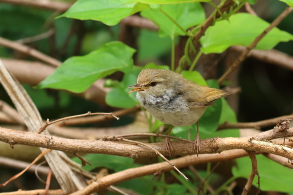 さえずるハシナガウグイス