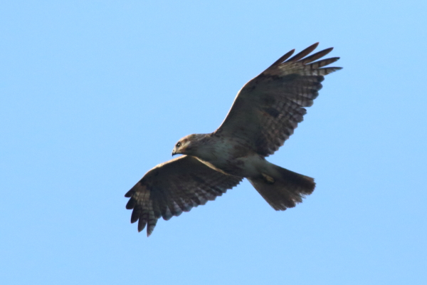 オガサワラノスリ若鳥の飛翔