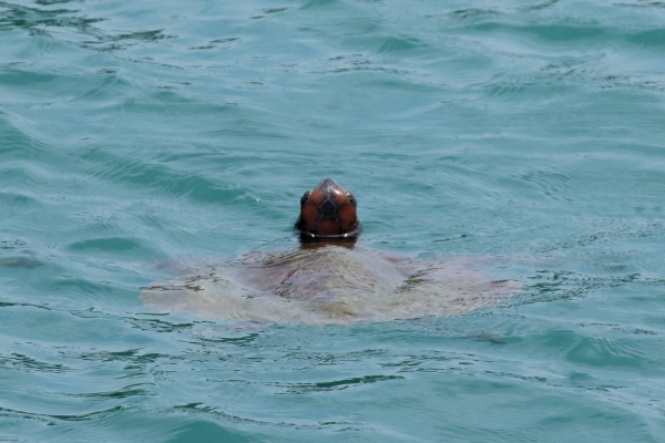 母島の港を泳ぐアオウミガメ
