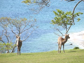 金華山には、神の使いである鹿をはじめ、ニホンザルなどの野生動物が多数生息しています 金華山には、神の使いである鹿をはじめ、ニホンザルなどの野生動物が多数生息しています