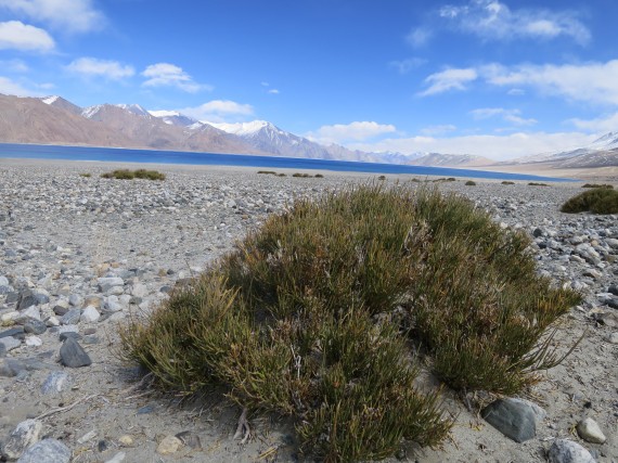 tibet_ogawa178_2