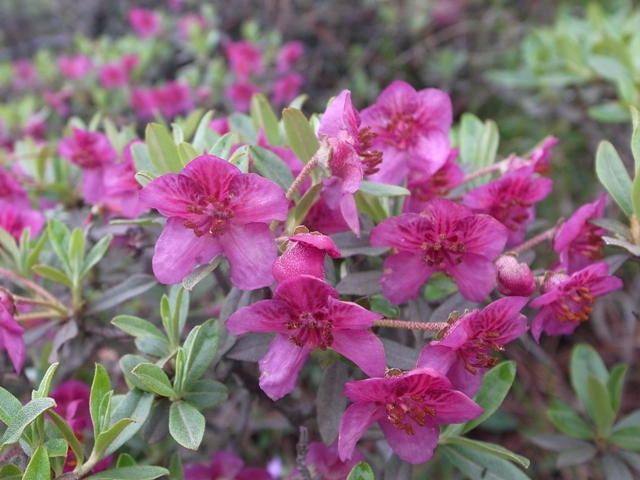 この時期ならではの高山植物も多かったです