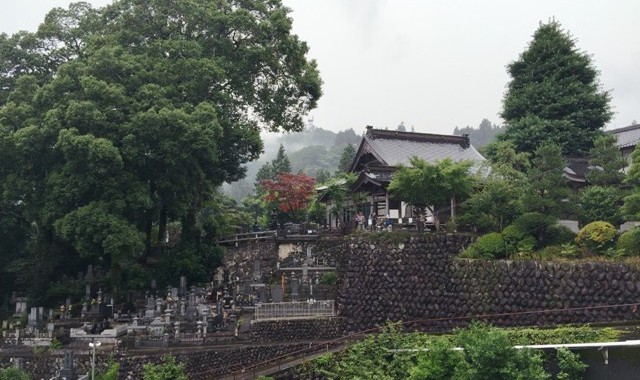 雨の自慶院さんで探鳥開始 雨の自慶院さんで探鳥開始