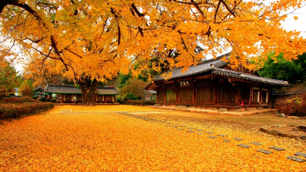 秋の韓国がイチオシな理由 風の旅行社