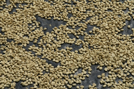 グアテマラで日干しされていたコーヒーの生豆